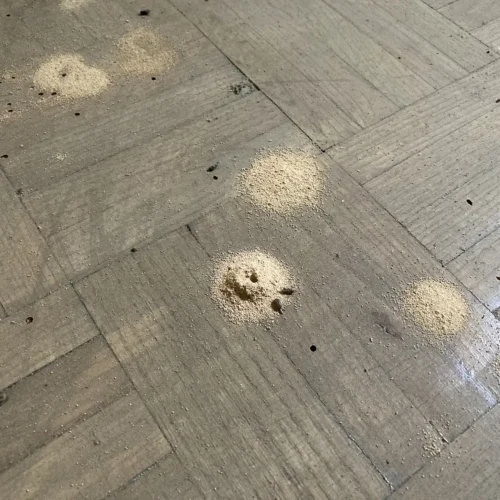 carcoma devorando madera serrin suelo
