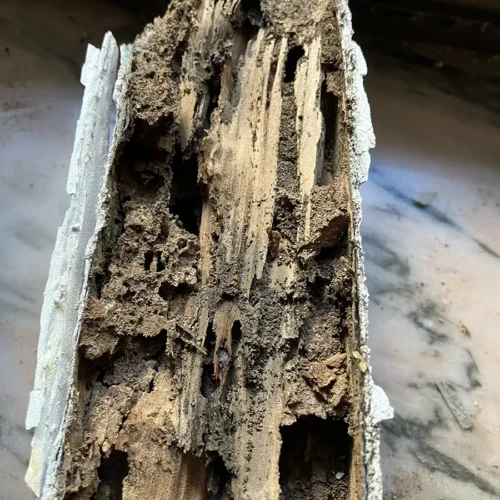daño estructural severo termitas madera