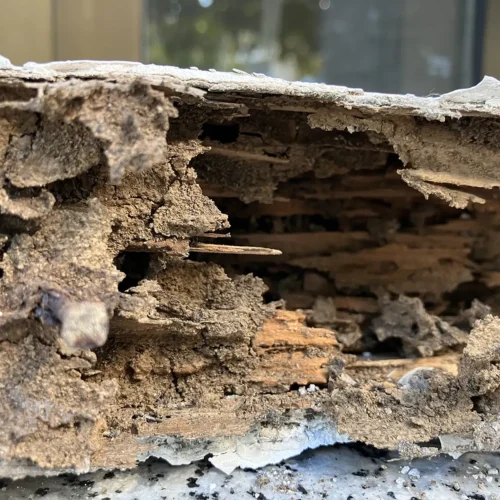 detalle viga destrozada carcoma grande