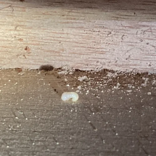 detectar plaga pintura levantada burbujas