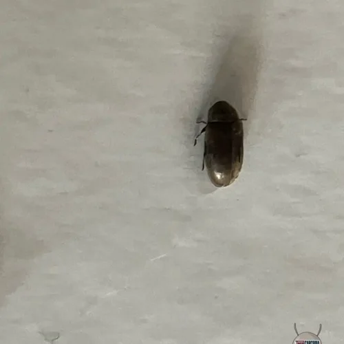 ejemplar anobium punctatum laboratorio