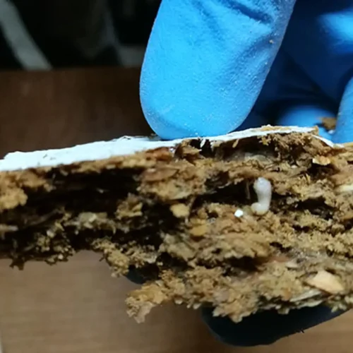 inspeccion madera dañada termitas mano