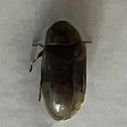 macro hylotrupes bajulus carcoma grande