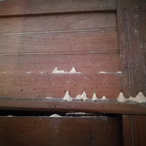 sintomas carcoma serrin muebles