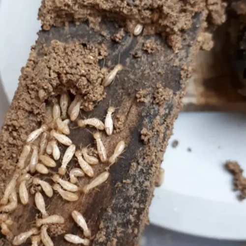 tratamiento termitas inyeccion suelo madera