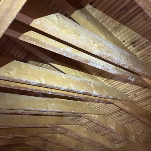 vigas techo ataque hongos pudricion